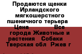 Продаются щенки Ирландского мягкошерстного пшеничного терьера › Цена ­ 30 000 - Все города Животные и растения » Собаки   . Тверская обл.,Ржев г.